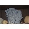 Image 5 : COLLECTION OF CORAL & SHELLS (12 PCS)
