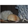 Image 7 : COLLECTION OF CORAL & SHELLS (12 PCS)