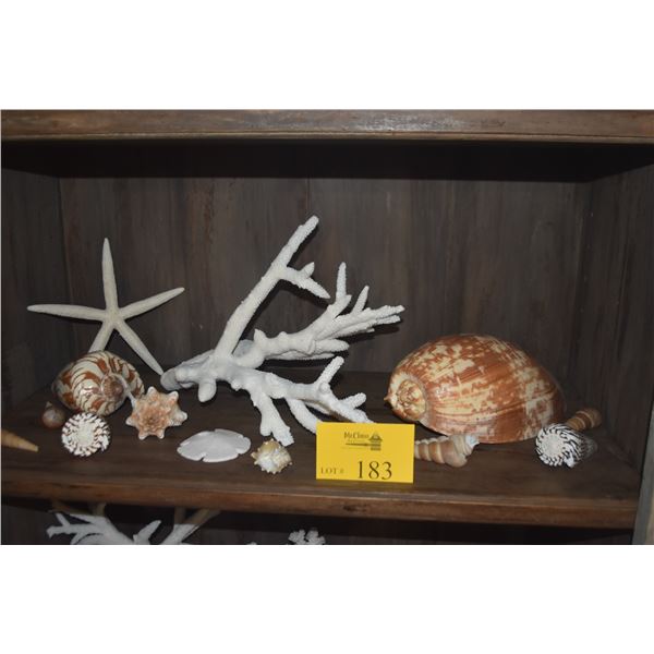 COLLECTION OF CORAL & SHELLS (14 PCS)
