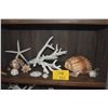 Image 1 : COLLECTION OF CORAL & SHELLS (14 PCS)
