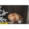 Image 2 : COLLECTION OF CORAL & SHELLS (14 PCS)