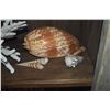 Image 3 : COLLECTION OF CORAL & SHELLS (14 PCS)