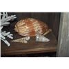 Image 4 : COLLECTION OF CORAL & SHELLS (14 PCS)