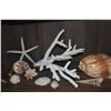 Image 5 : COLLECTION OF CORAL & SHELLS (14 PCS)