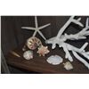Image 6 : COLLECTION OF CORAL & SHELLS (14 PCS)