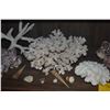 Image 4 : COLLECTION OF CORAL & SHELLS (13 PCS)