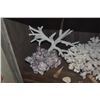Image 5 : COLLECTION OF CORAL & SHELLS (13 PCS)