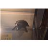 Image 3 : HANGING FROG BOWL & WOODEN FROG SCULPTURE (2 PCS)