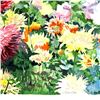 Image 2 : Dahlias by Fox Perla