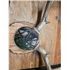 Image 2 : Deer antlers with tag