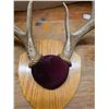 Image 2 : Deer antlers with tag