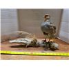 Image 1 : taxidermy bird and a branch