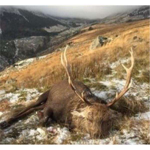 3-Day Sika Deer Hunt in Ireland