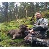 Image 2 : 3-Day Sika Deer Hunt in Ireland
