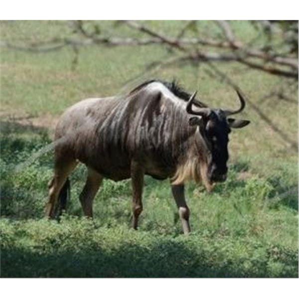 10-Day South Africa Plains Game Safari for 2 Hunters