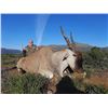 Image 4 : AFRICA RSA 6 HUNTING DAYS, 1-4 HUNTERS + UP TO $8,000 TROPHY CREDIT, $2,000 PER HUNTER,