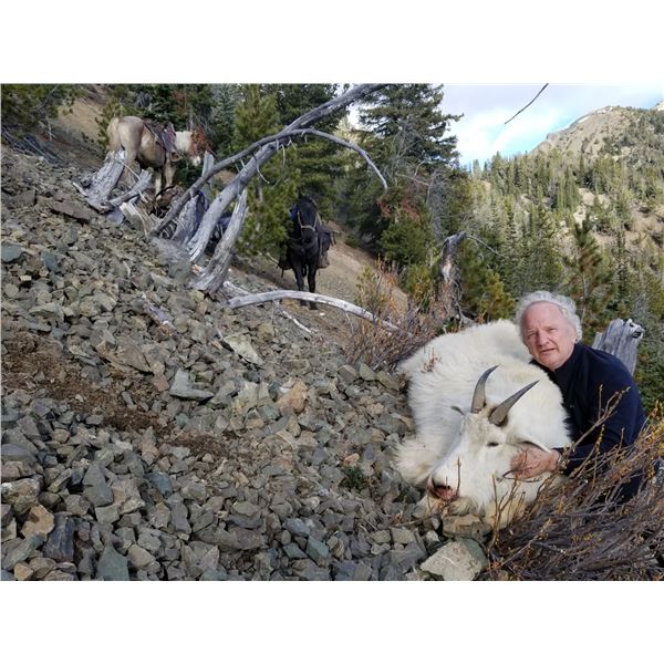 7 day Mountain Goat Alpine Hunt