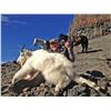 Image 2 : 7 day Mountain Goat Alpine Hunt