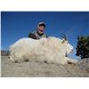 Image 3 : 7 day Mountain Goat Alpine Hunt