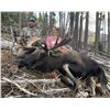 Image 3 : 7 Day Canadian Moose Hunt for 2 Hunters - September
