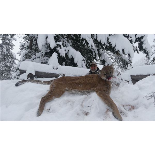 7 Day Cougar Hunt