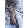 Image 2 : 7 Day Cougar Hunt