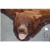 Image 2 : Bear skin rug with felt backing 71" nose to tail   Note: Canadian bidders only