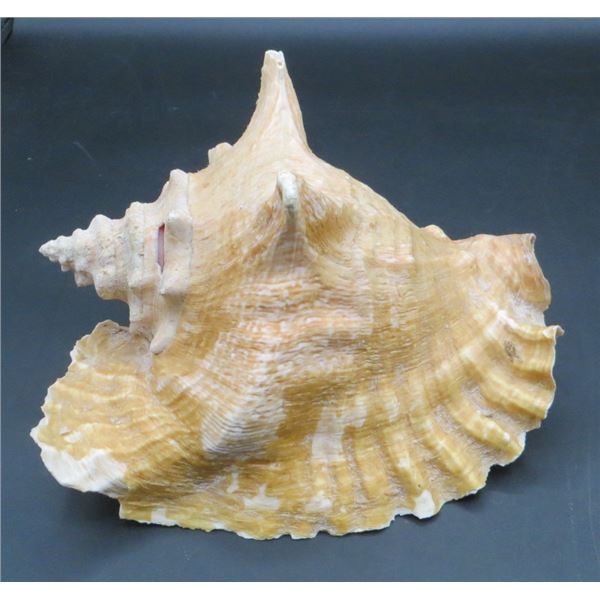 Large Conch Shell measures 8" Long & 6" Tall