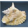 Image 1 : Large Conch Shell measures 8" Long & 6" Tall