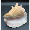 Image 2 : Large Conch Shell measures 8" Long & 6" Tall