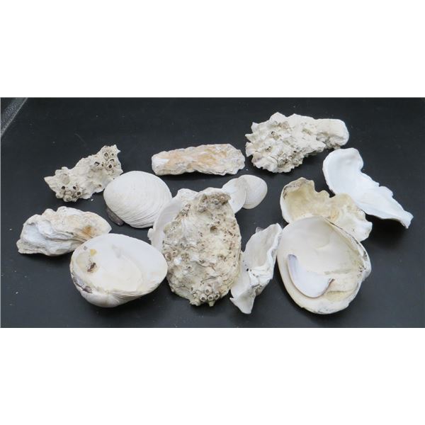Lot Of Various Sea Shells