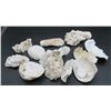 Image 1 : Lot Of Various Sea Shells