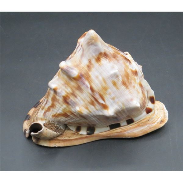Conch Sea Shell  6" long x 6" Tall