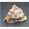 Image 1 : Conch Sea Shell  6" long x 6" Tall