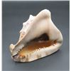Image 2 : Conch Sea Shell  6" long x 6" Tall