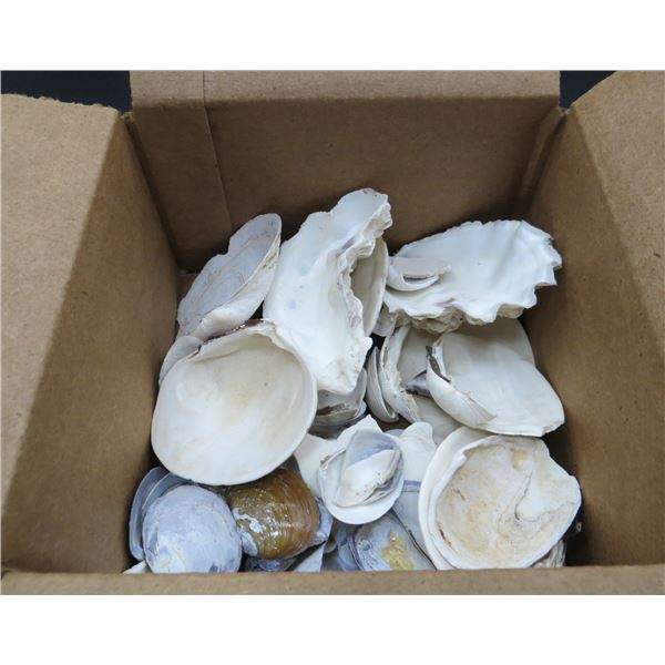 Lot Of Various Sea Shells