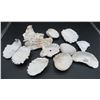 Image 1 : Lot Of Various Sea Shells