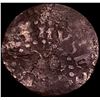Image 2 : 1662 Oak Tree 2 Pence, Small 2 NEARLY UNCIRCULATED