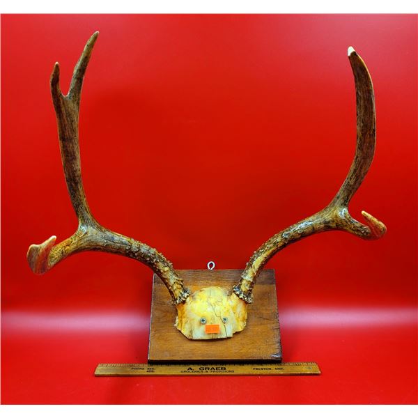 Deer Antler Trophy Mount On Wooden Plaque