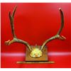 Image 1 : Deer Antler Trophy Mount On Wooden Plaque