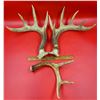 Image 1 : Pair Of Deer Antlers & Antler