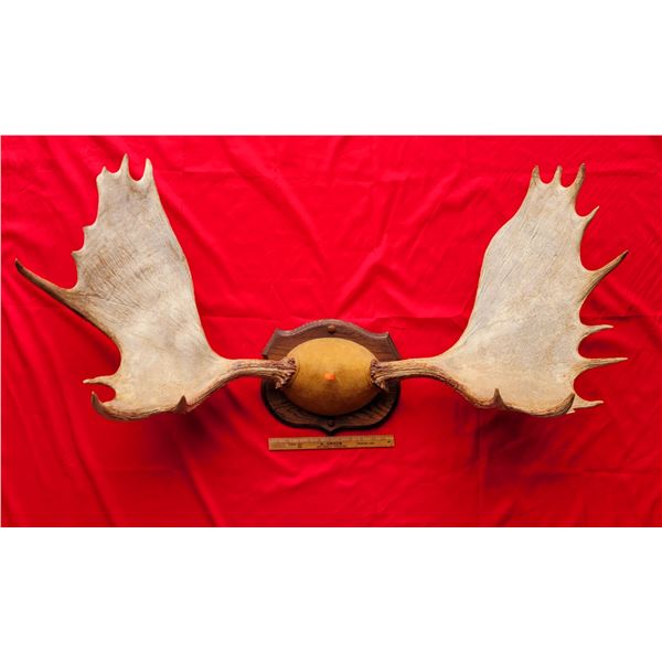 Moose Antler Rack Mount
