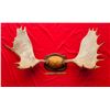 Image 1 : Moose Antler Rack Mount