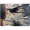Image 2 : Roger Clemens by Stephen Holland