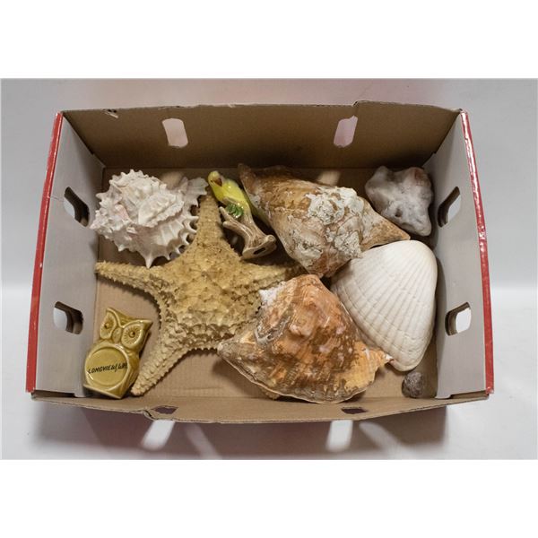 GENUINE SEASHELLS/STARFISH ETC