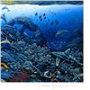 Image 2 : Wonders of Mahea-Lani by Nelson Robert Lyn
