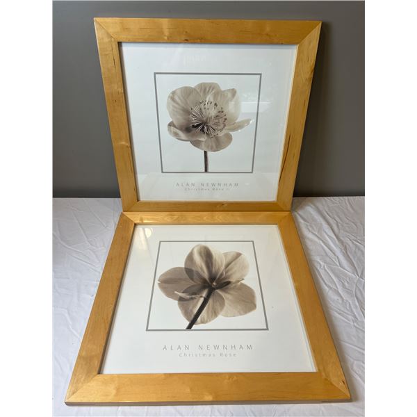Alan Newnham Christmas Rose I and II