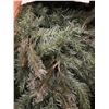 Image 3 : 7' Lakeville Pine Tree