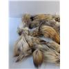 Image 2 : Coyote Fur
