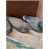 Image 3 : *(6) Ariduk Vintage Featherweight Duck Decoys and Wooden Storage Box- PICK UP ONLY